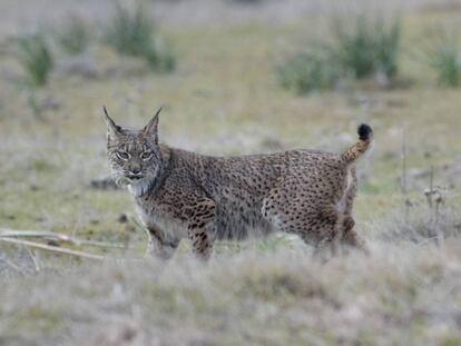  Un lince liberado en la zona de las Guarrizas, Jaén.