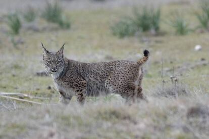  Un lince liberado en la zona de las Guarrizas, Jaén.