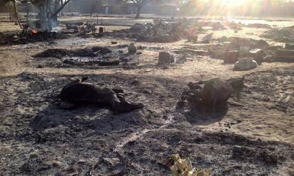Los restos de varios animales, tras el ataque en Nougboua.