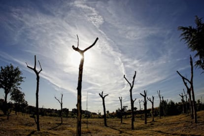 El parque forestal Fuente Carrantona. La imagen muestra, sin embargo, decenas de enormes plátanos que han hallado aquí un lugar donde morir, sin que nadie lo vea para lamentarlo.