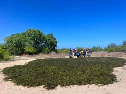 Local workers stand next to a pile of harvested seaweed being dried in the sun, in northern Mozambique. 