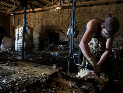 Esquiladores uruguayos trabajan en una granja de La Bañeza (León).