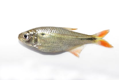 Una especie de tetra (Knodus sp.) con aletas coloridas que es nueva para la ciencia y fue descubierta en la expedición RAP al Alto Mayo.