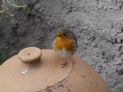 Petirrojo, 'Erithacus rubecula'. Se puede ver por toda Europa y en noroeste de África. Su canto es un gorjeo musical, muy melódico, parecido al ruiseñor.