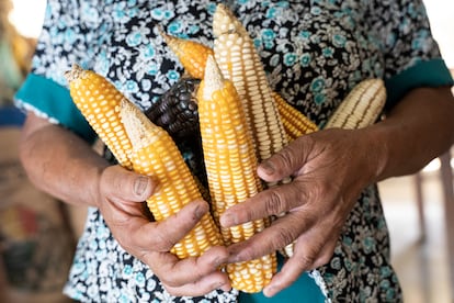 El maíz o milpa es la fuente principal de alimentación de Guatemala, el sexto país con mayores tasas de desnutrición del mundo.