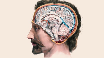 Vista lateral del interior del cerebro ilustrada por Nicolas Henri Jacob en 1844.