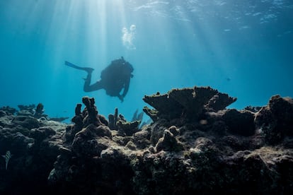 Una buza nada entre corales muertos en el arrecife Pickles, frente a la costa de Cayo Largo, Florida, en noviembre de 2023.