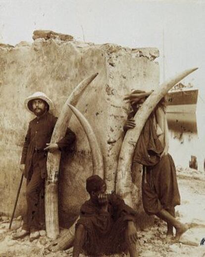 Marfil d'ullals d'elefant, juny de 1894.