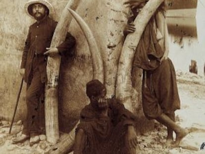 Marfil d'ullals d'elefant, juny de 1894.