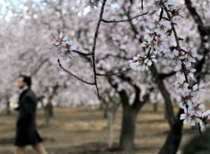 Los almendros florecen en el parque de la Quinta de los Molinos.
