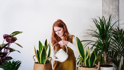 Una mujer riega una sansevieria, aunque puede aguantar semanas sin que se le eche agua.