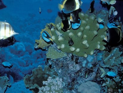 Arrecife de coral en Indonesia.