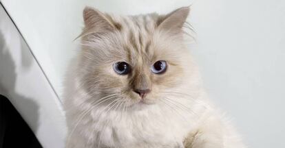 Choupette, mascota de Karl Lagerfeld, en una sesión de fotos para una campaña publicitaria.