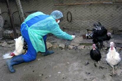 Un trabajador de los servicios veterinarios intenta atrapar aves de corral en Ceamurlia de Jos (Rumania).