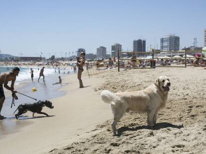 Gossos i amos a la platja de Llevant.