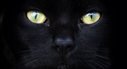 Los ojos de un gato negro en los que se ven claramente las ranuras verticales.