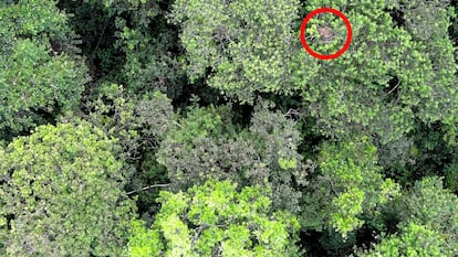 Image of an orangutan nest captured by a drone camera, in Sabah (Borneo).
