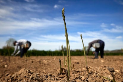 Cultivo de espárragos en Huétor Tájar (Granada).