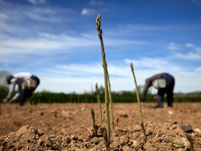 Cultivo de espárragos en Huétor Tájar (Granada).