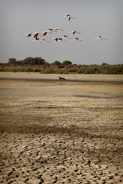 Un grupo de flamencos y una res, en la laguna de Santa Olalla (Almonte, Huelva) totalmente seca, el 5 de octubre.
