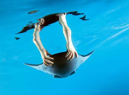 <i>Aqua_ray,</i> de Festo, un pez raya hidráulico teledirigido, que reproduce el sistema de movilidad de los peces.