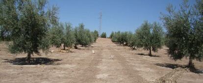 Un aspecto de la sequía en el campo andaluz.