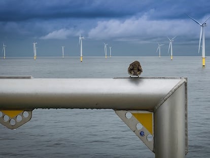 El parque eólico marino Egmond aan Zee, en el mar del Norte, durante la operación de ralentización de las máquinas para evitar choques de las aves.