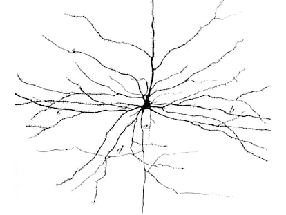 Dibujo de una neurona piramidal, de Santiago Ramón y Cajal.