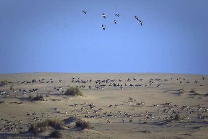 Concentración de aves en una duna de Doñana conocida como el cerro de los ánsares.