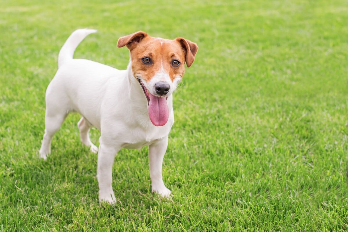 Un Jack Rusell terrier.