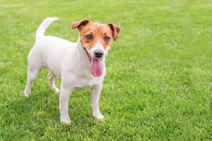 Un Jack Rusell terrier.