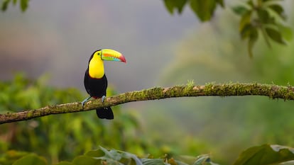 Un tucán apoyado en una rama en la selva tropical cercana a La Fortuna, en Costa Rica.