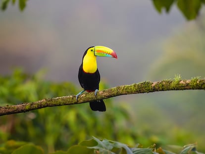 Un tucán apoyado en una rama en la selva tropical cercana a La Fortuna, en Costa Rica.