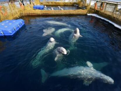 La cautividad de un centenar de cetáceos moviliza a activistas de todo el mundo. El Gobierno ruso pide que se liberen