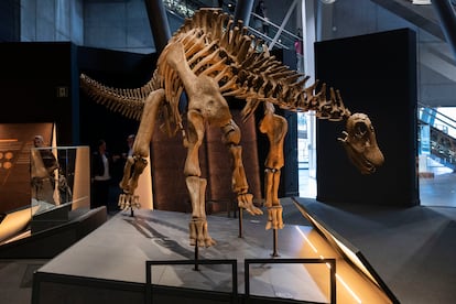 El dinosaurio 'Brachytrachelopan mesi', en CosmoCaixa.