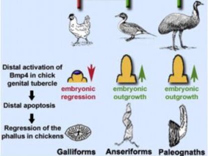 Ilustraci&oacute;n de la revista Current Biology sobre la evoluci&oacute;n del pene en las aves.