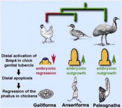 Ilustraci&oacute;n de la revista Current Biology sobre la evoluci&oacute;n del pene en las aves.