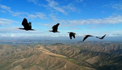 Cinco ibis eremitas vuelan en formación.