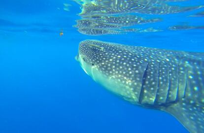 Encuentro con el tiburón ballena en aguas del Caribe mexicano.