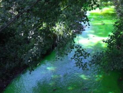 Las aguas del río Castaños, en Barakaldo, teñidas de color verde. 