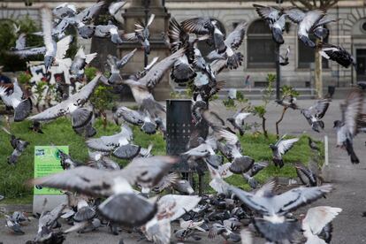 Dispensadores de pienso anticonceptivo para palomas en la plaza Catalunya.