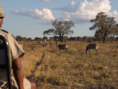 Uno de los guías de un safari en el delta del Okavango, en Botsuana, observa a un grupo de cebras.