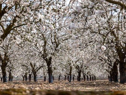 Campos de almendros florecidos en la zona de Rioja Baja, el domingo.