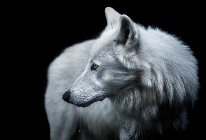 Un lobo ártico interrumpido mientras bebe agua.