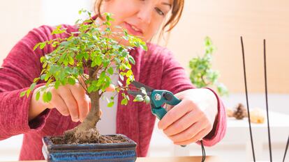 Este árbol en miniatura cuenta con una longevidad elevada con los cuidados adecuados. GETTY IMAGES.