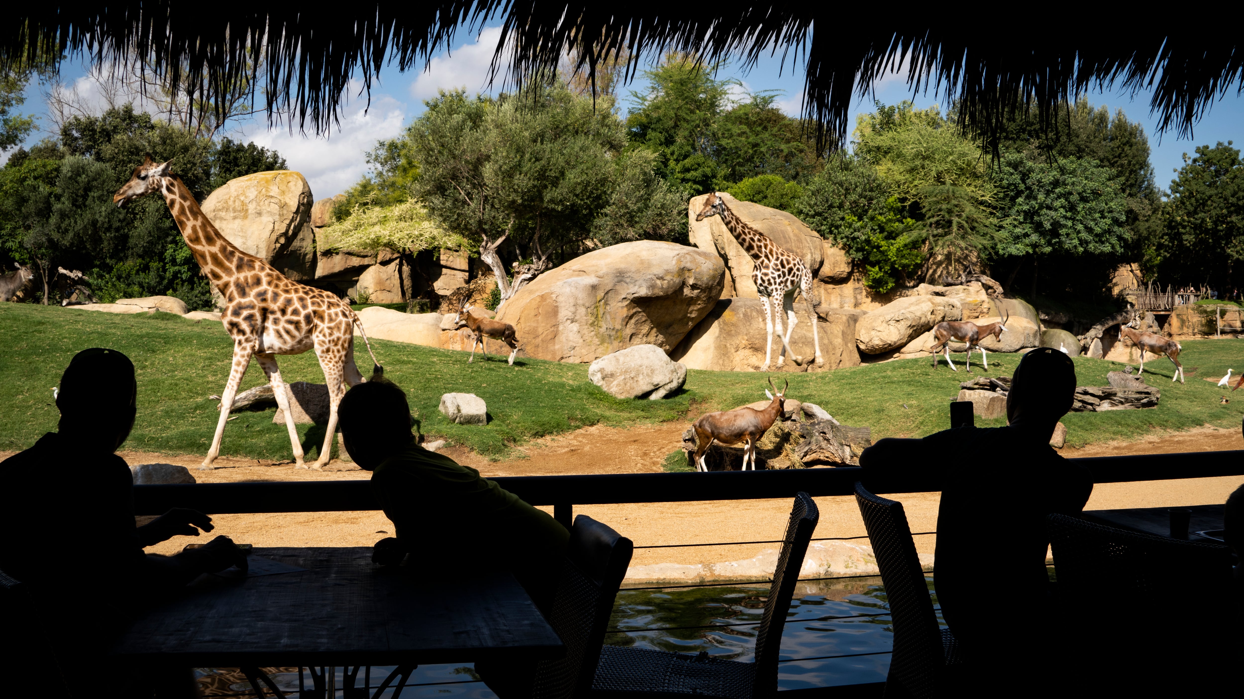 Una imagen del Bioparc de Valencia en junio de 2023. 