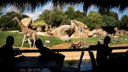 Una imagen del Bioparc de Valencia en junio de 2023.