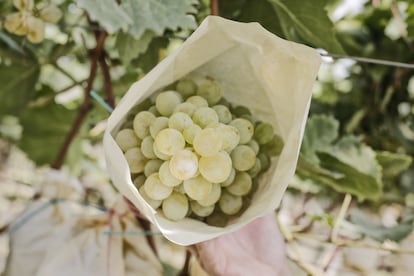 Imagen de un racimo de uvas de la variedad Aledo, la que se toma en Nochevieja, que se cultiva en el valle alicantino del Vianlopó.