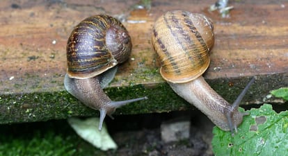 Jeremy' (esquerda) e 'Tomeu' (direita), o casal de caracóis canhotos.