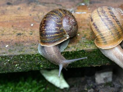 Jeremy' (esquerda) e 'Tomeu' (direita), o casal de caracóis canhotos.